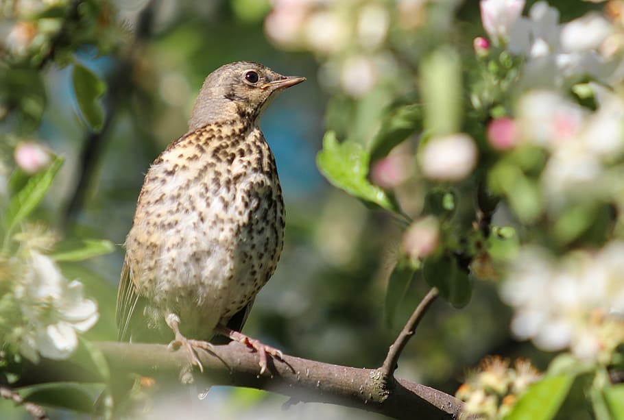 close-up photography of thrasher bird perching on branch, thrush HD wallpaper