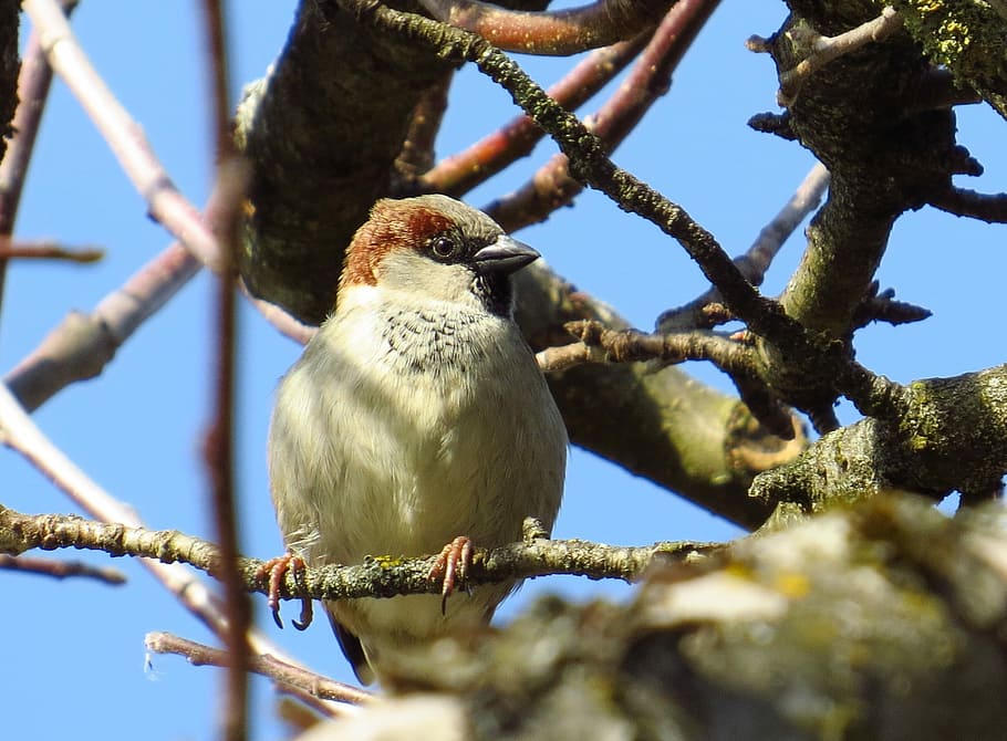 Sparrow, Sperling, Bird, Tree, Nature, one animal, animal wildlife HD wallpaper