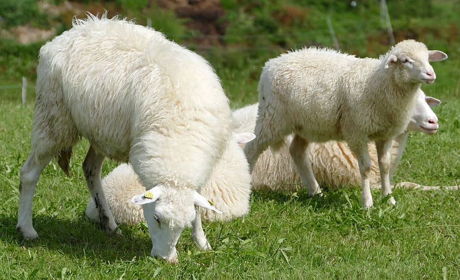 sheep, sheepskin, idyll, allgäu, woolly, warm, livestock, domestic animals