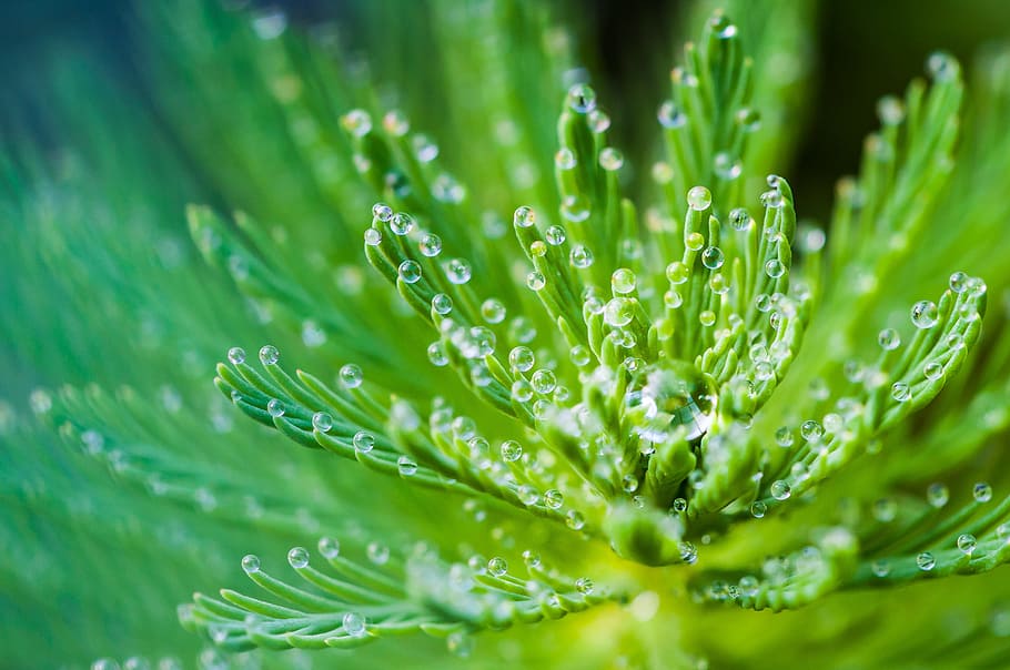 Water Droplets on Green Leaf Plant, bright, close-up, dew, drop of water