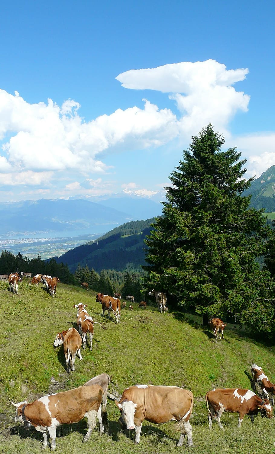 cows, alm, clouds, pasture, alpine meadow, sky, dairy cows HD wallpaper