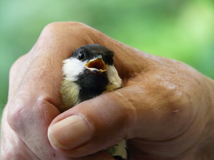 tit, parus major, hand, keep, caught, detention, breathe, get air HD wallpaper