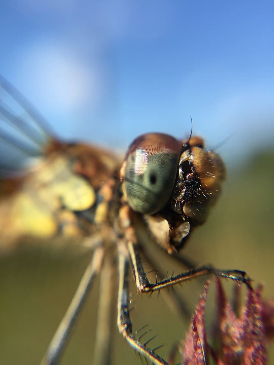 Dragonfly, Damselfly, Macro, Insect, wildlife, nature, animal HD wallpaper