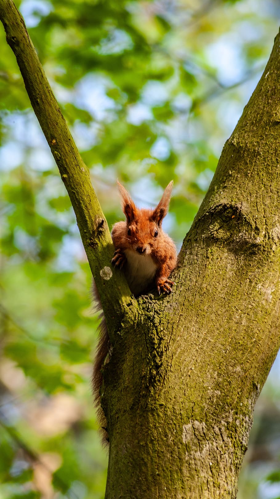 the squirrel, tree, nature, animals, mammal, one animal, animal themes HD wallpaper
