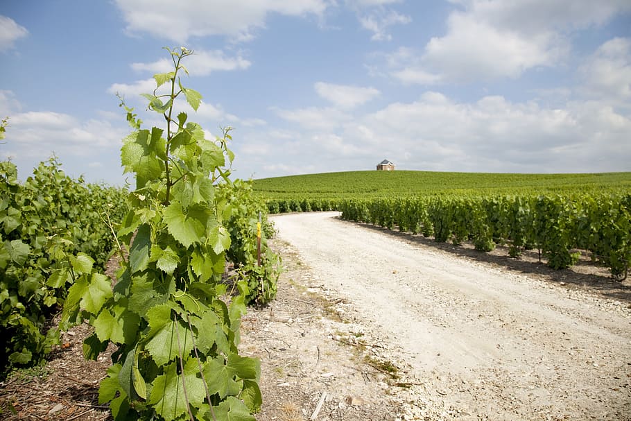 Moët Chandon, Winery, Mount Sharp, champagne, oiry, agriculture HD wallpaper