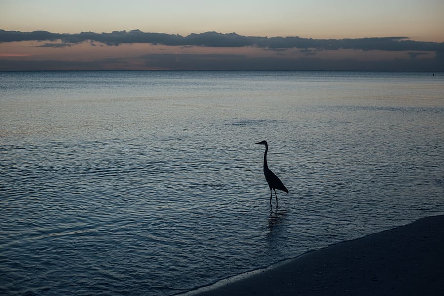black animal standing on body of water, sea, ocean, wave, nature HD wallpaper
