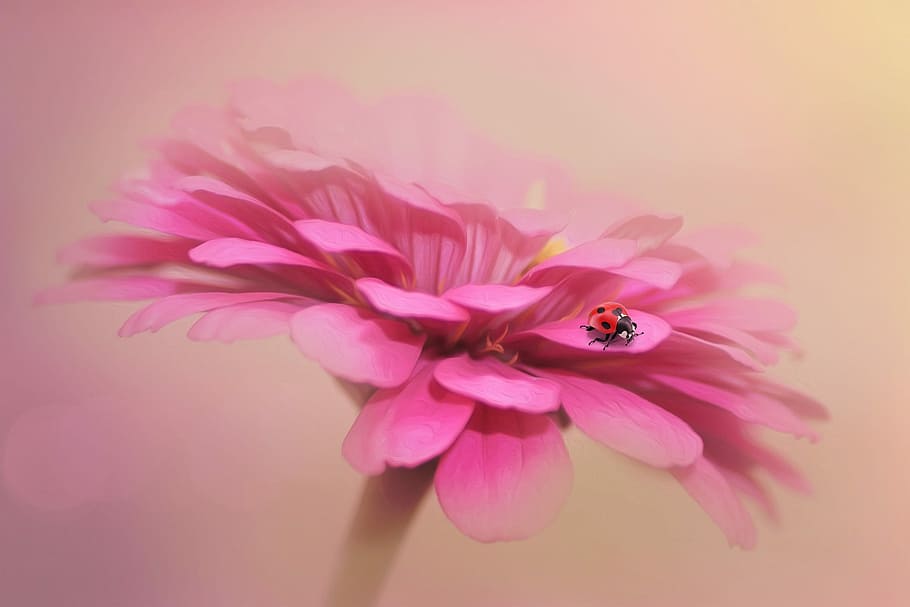 red ladybird beetle perching on flower wallpaper, fantasy, ladybug HD wallpaper
