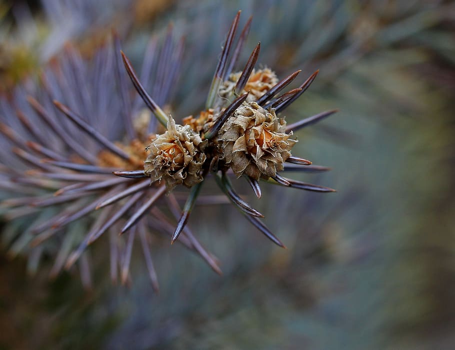 brad, flower, inflorescence, close-up, plant, nature, focus on foreground HD wallpaper