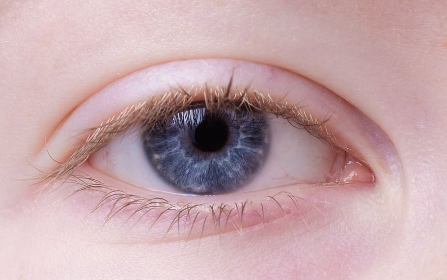 close-up photo of person's eye, female, blue, blue eye, portrait, HD wallpaper