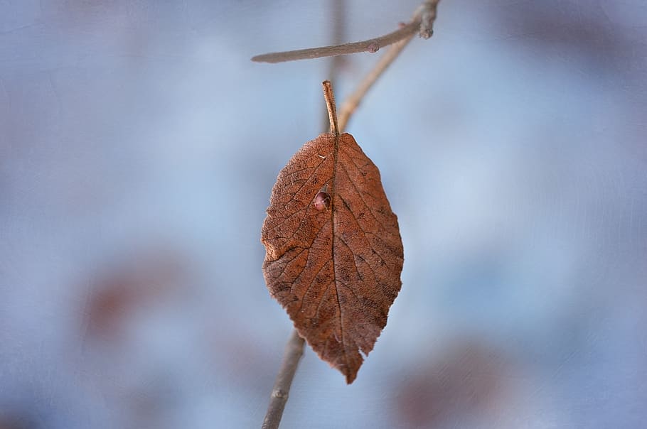 leaf, leaves, withered, dry, brown, winter, nature, close, plant part HD wallpaper