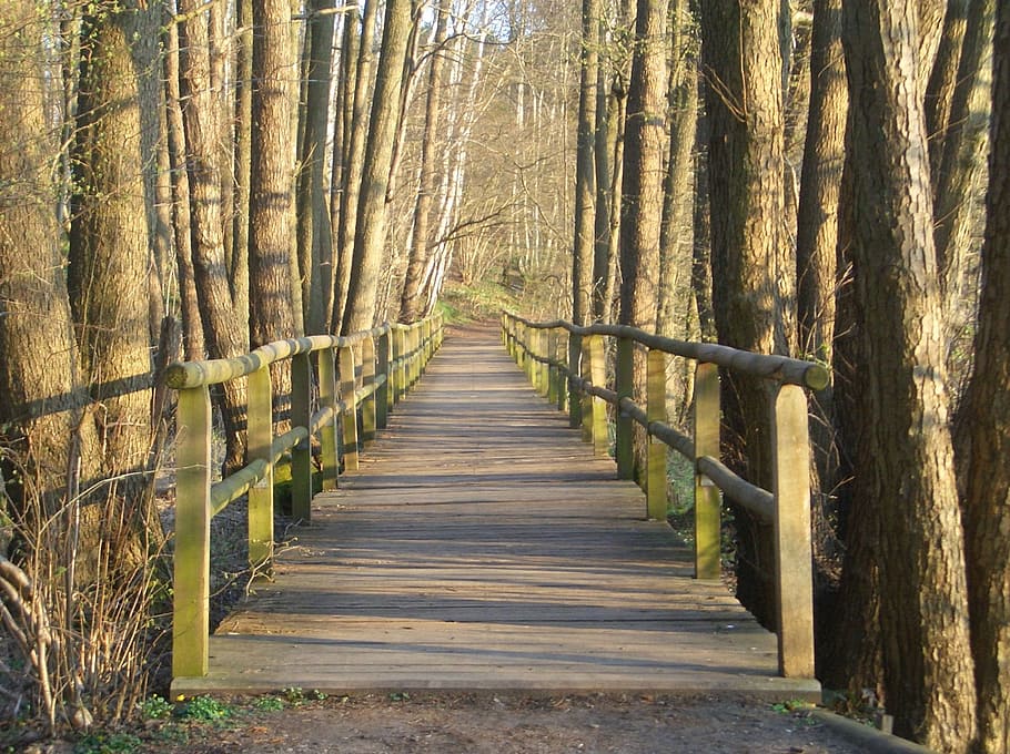 Wooden Bridge, Web, Forest, Tree Trunks, boardwalk, away, water HD wallpaper