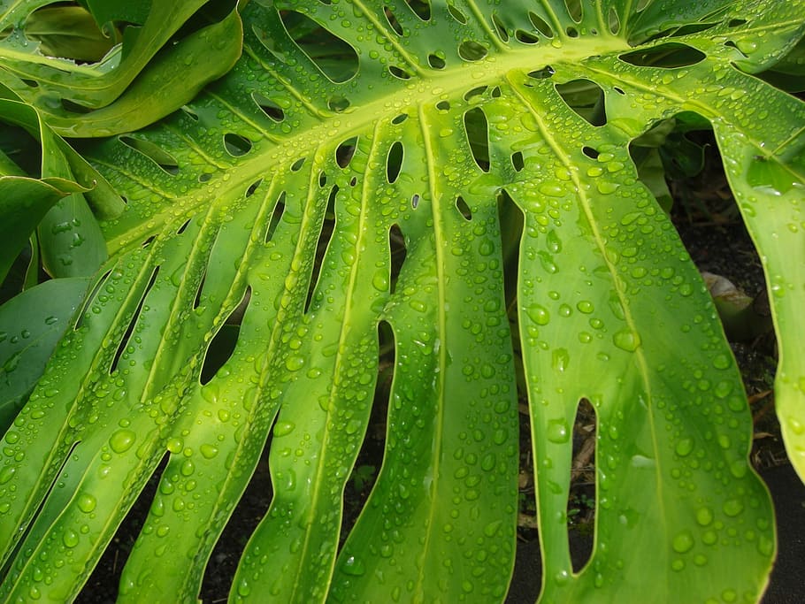 tropical leaf, rainforest, exotic, flora, plant, green color HD wallpaper