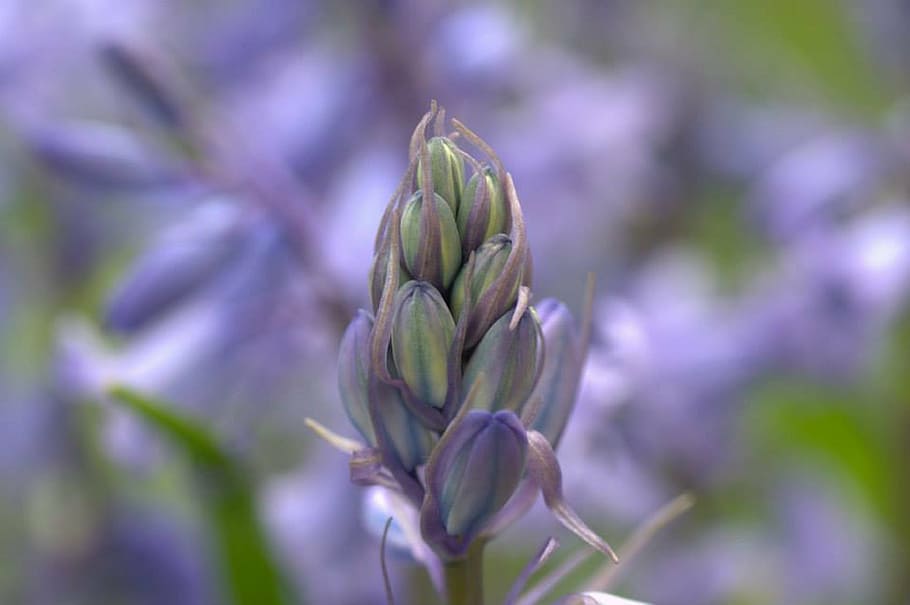 epi, flower, purple, spring, garden, plant, close-up, growth HD wallpaper