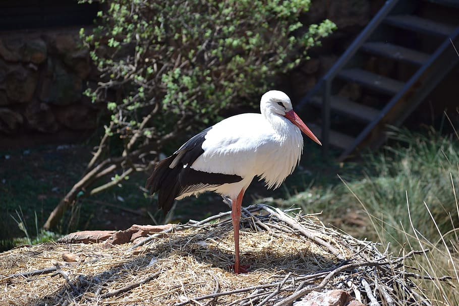 Beak, Feather, Wing, Natural, Nature, wildlife, stork, bird HD wallpaper