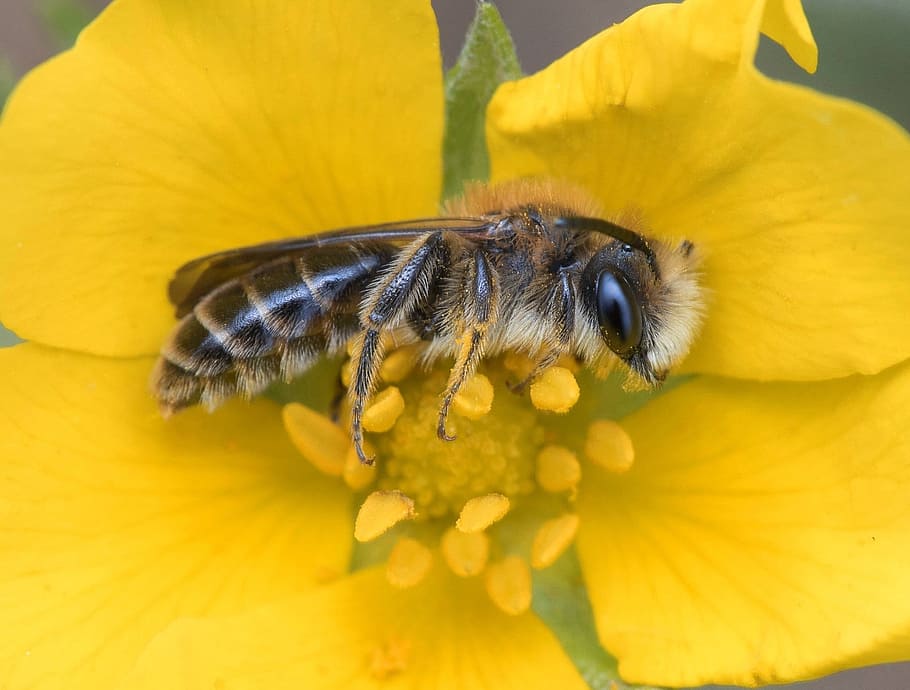 nature, insect, flower, bee, outdoors, flowering plant, animal themes HD wallpaper