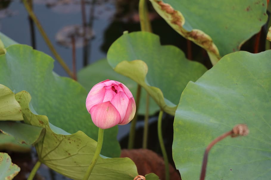 lotus, bloom, flower, flowering plant, leaf, plant part, beauty in nature HD wallpaper