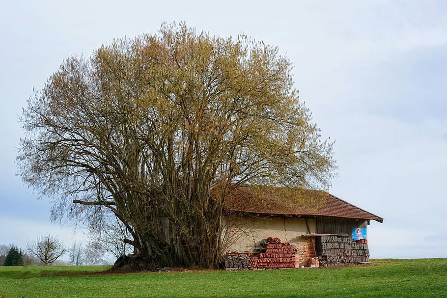 Tree, Bush, Hut, Scale, Building, Nature, spring, autumn, grass HD wallpaper