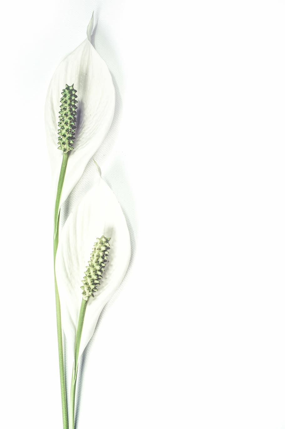two white lace leafs, background, bloom, botanical, botany HD wallpaper
