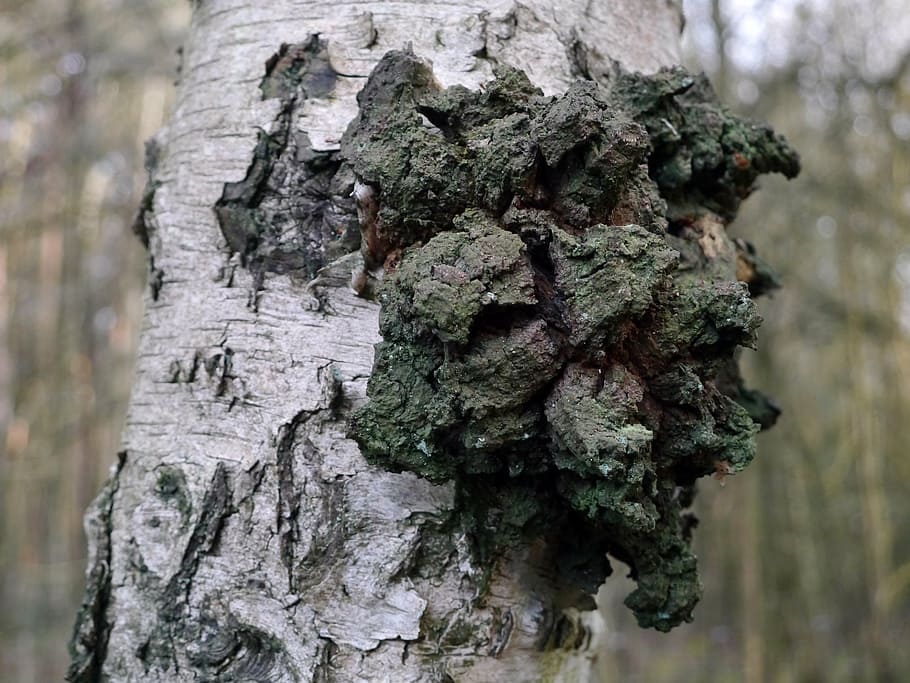 birch, tree, log, tribe, trunk, tree trunk, plant, textured HD wallpaper