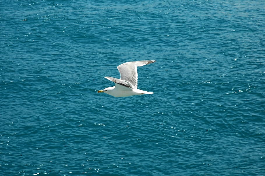 marine, seagull, fly, animals in the wild, animal wildlife HD wallpaper