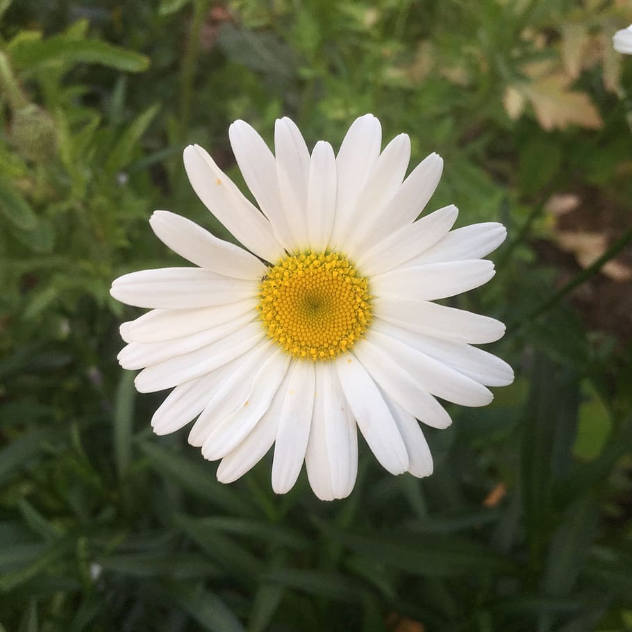 flower, white, flowering plant, fragility, freshness, vulnerability HD wallpaper