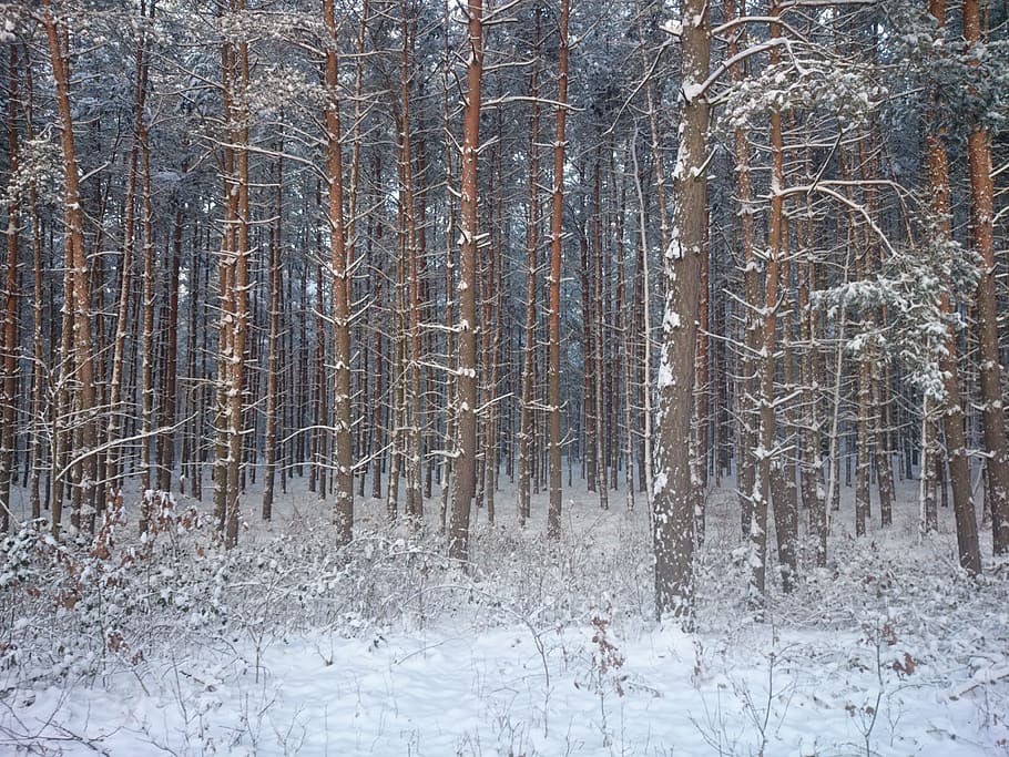 Snow, Forest, Winter, Wintry, forests, snowy, trees, snow landscape HD wallpaper