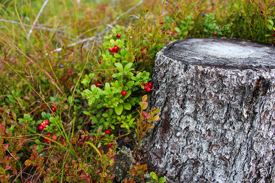 red round fruits beside tree trunk, stump, wood, forest, nature HD wallpaper