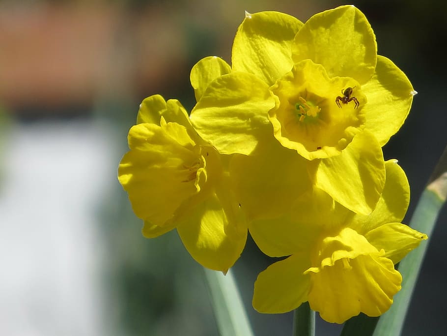 flower, spider, spring, bells, flowering plant, yellow, fragility HD wallpaper
