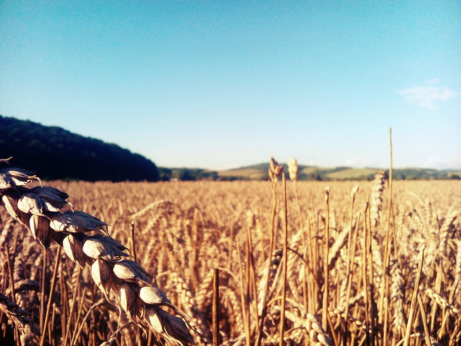 the grain, barley, summer, sky, landscape, field, crop, agriculture HD wallpaper