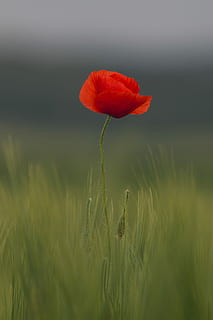 selective focus of common poppy flower, red rose shallow focus photography HD wallpaper