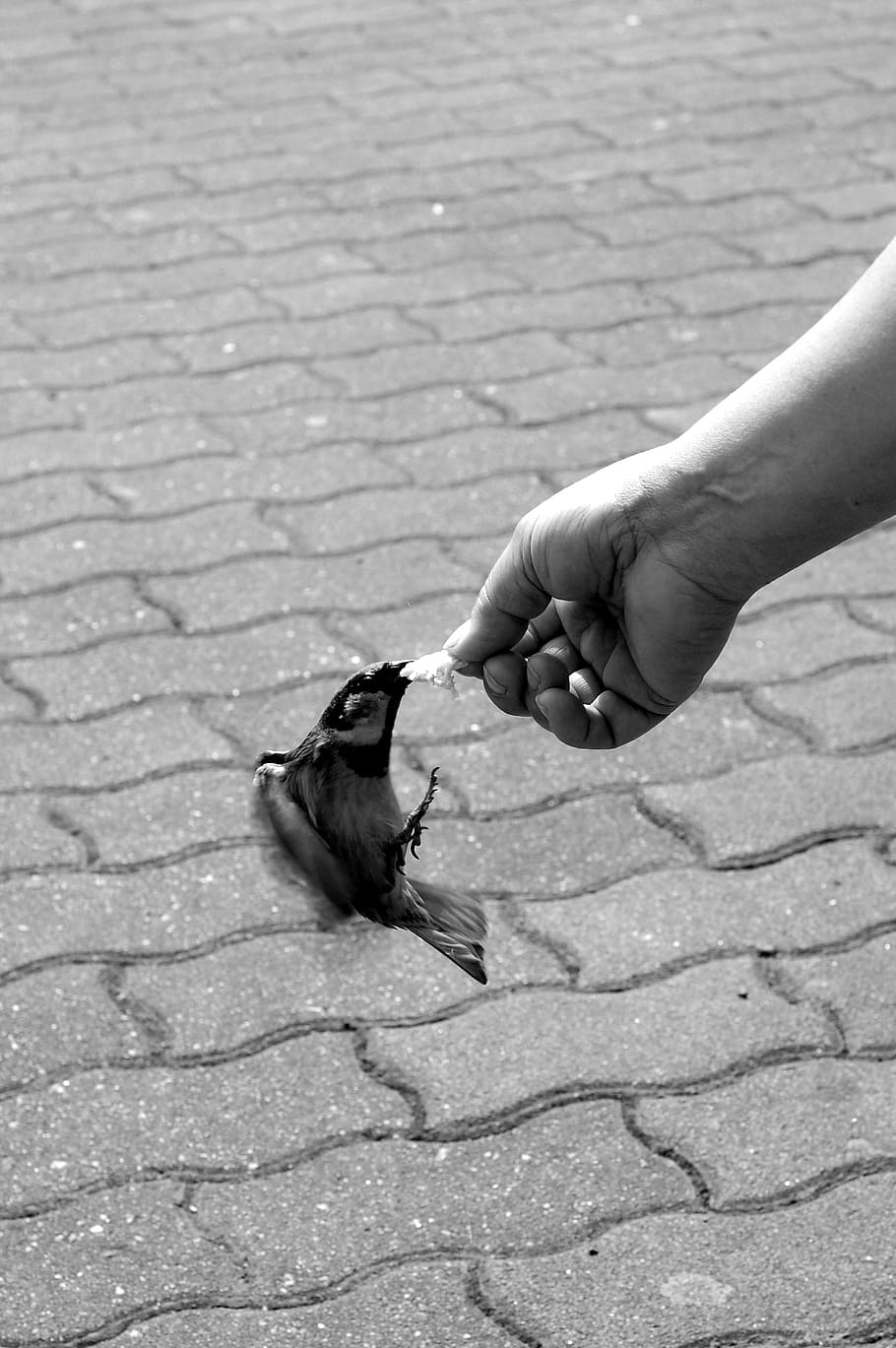hand, sparrow, movement, feeding, courage, wings, human Hand HD wallpaper