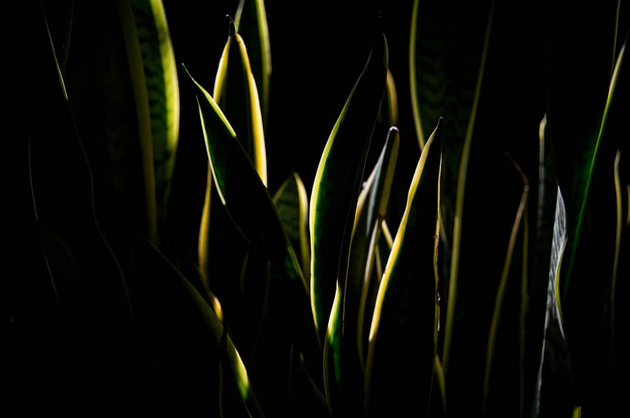 snake plant, green snake plant, leaves, leaf, interior, growth HD wallpaper