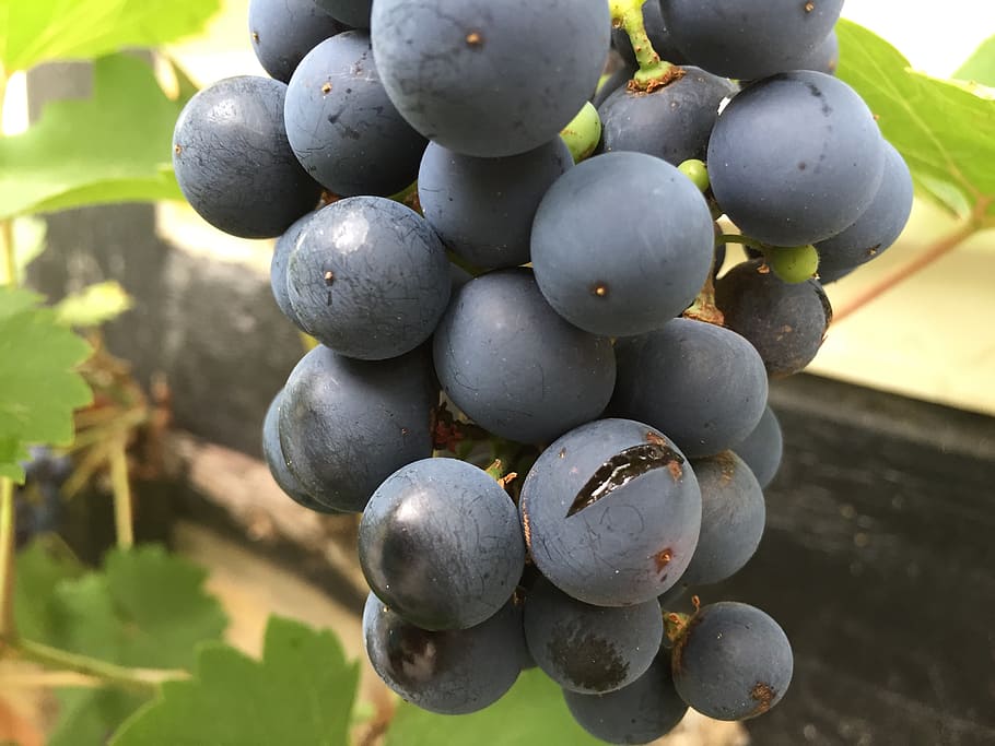 wine, grapevine, rain, burst, vineyard, delicious, benefit from HD wallpaper