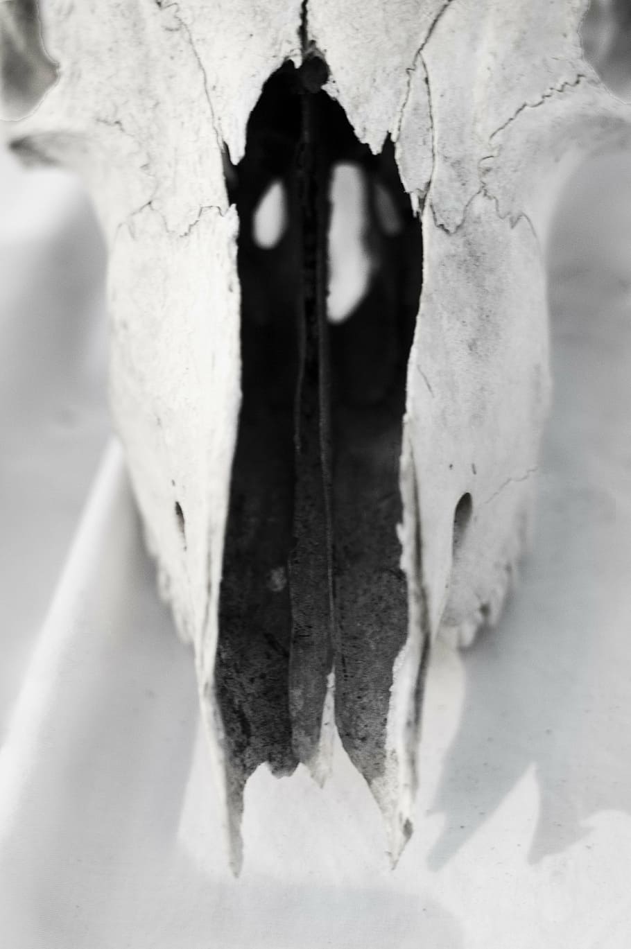 grayscale photography of animal skull, carcass, bones, chipped, HD wallpaper