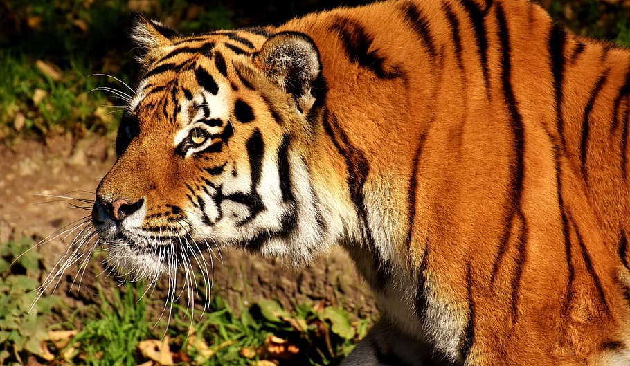 tiger on wild, predator, lurking, fur, beautiful, dangerous HD wallpaper