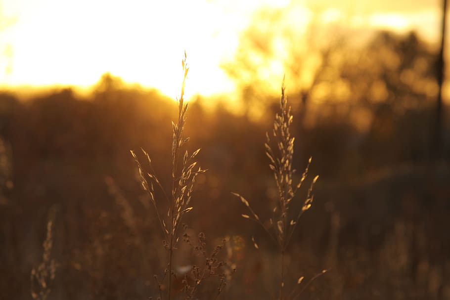 Sunset, Wheat, Sunlight, Yellow, agriculture, nature, field HD wallpaper