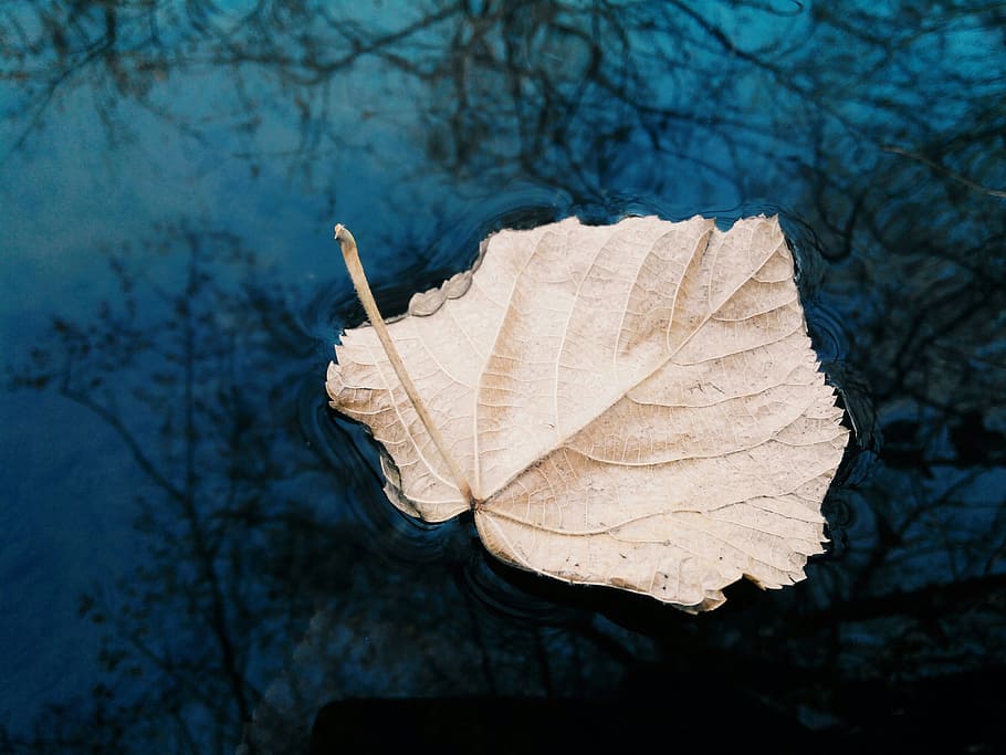 closeup photo of dried leaf on body of water, river, sheet HD wallpaper