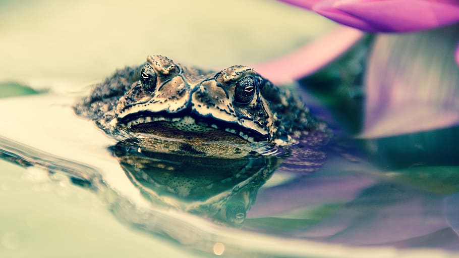 toad, frog, tadpoles, water, plant, water lily, monster, animal HD wallpaper