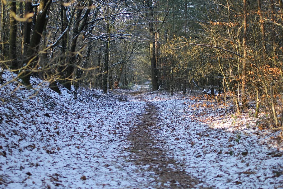 Winter, Landscape, Forest, Snow, winter landscape, nature, tree HD wallpaper