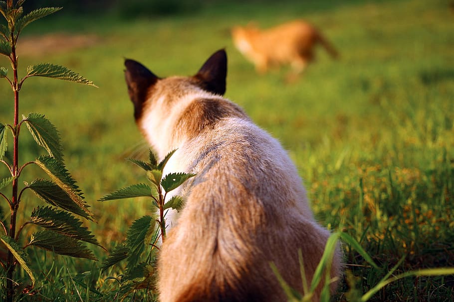 cat, kitten, mieze, red cat, siamese cat, breed cat, red mackerel tabby HD wallpaper