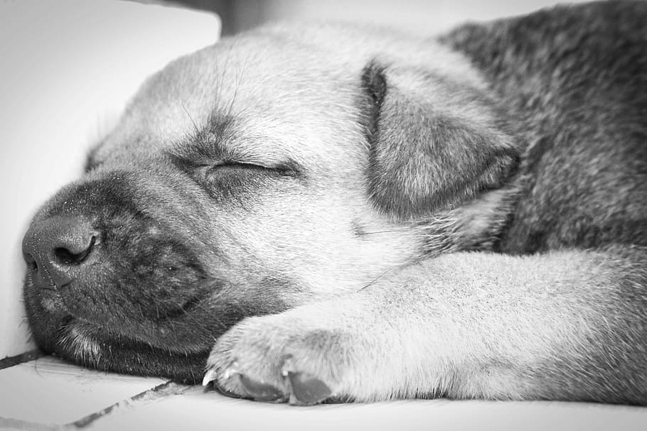 Puppy, Sleeping, dog, pets, one animal, animal themes, domestic animals HD wallpaper