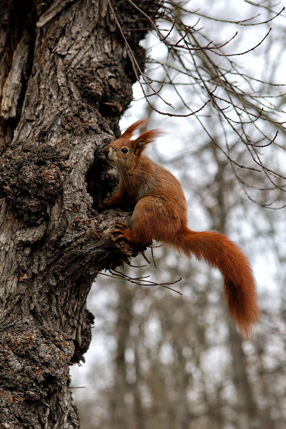 brown rodent on tree, squirrel, animal, nature, forest, animals in the wild