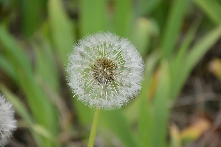 dandelion, spring, chongming, plant, flower, flowering plant HD wallpaper