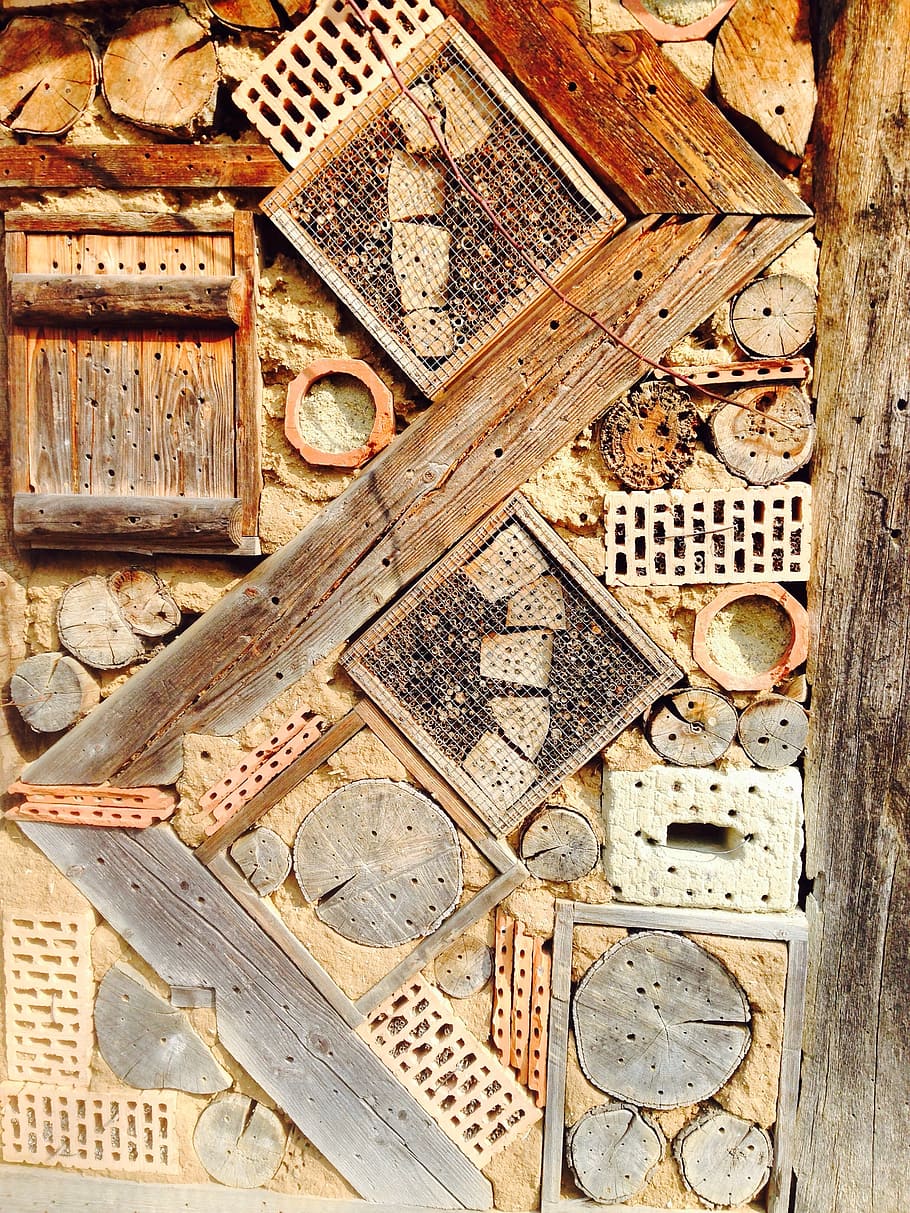 insect, home, nature, wood - material, no people, day, still life HD wallpaper