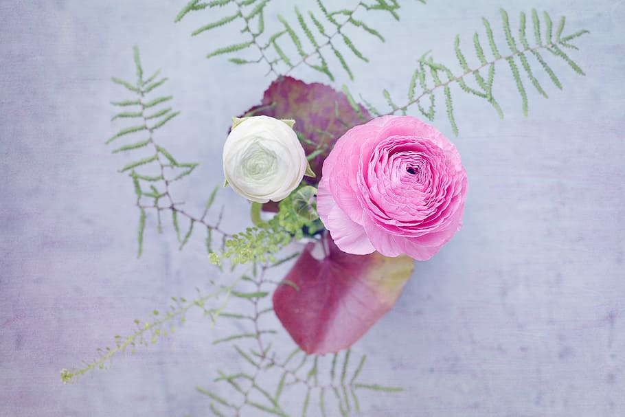 pink and white petaled flowers macro photography, ranunculus HD wallpaper