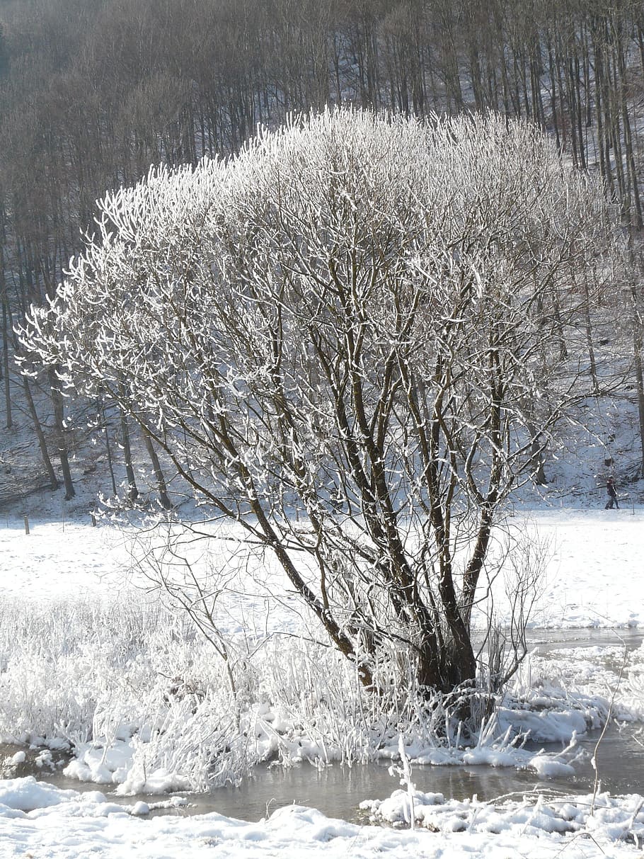 Tree, Hoarfrost, Snow, Back Light, deep snow, wintry, winter HD wallpaper