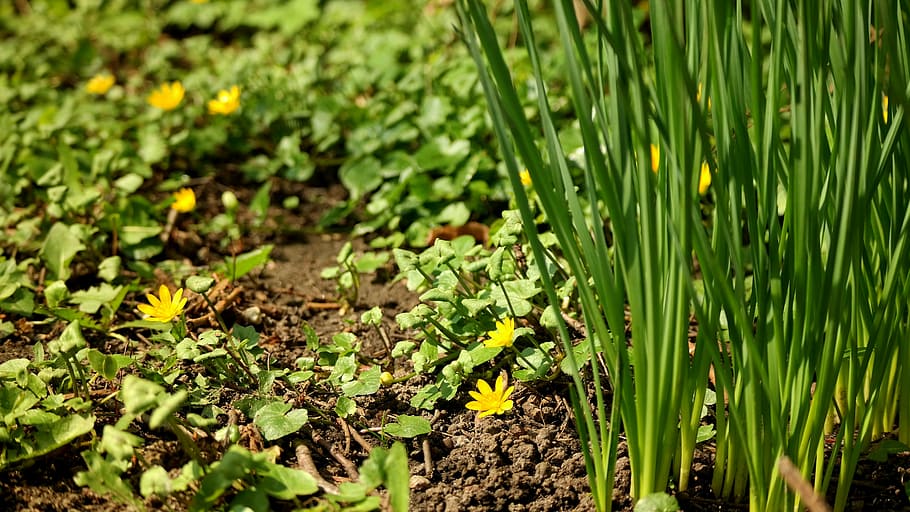 nature, flora, ground, flower, garden, wild plants, yellow HD wallpaper