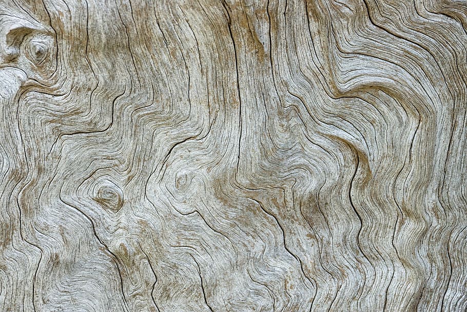 tree trunk surface, untitled, wood, grain, lines, pattern, truck HD wallpaper