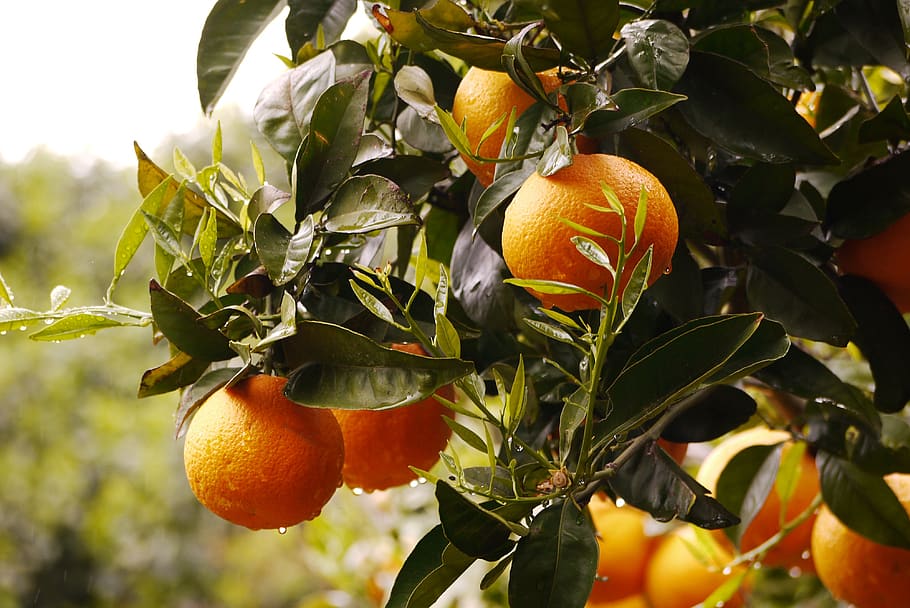 oranges, fresh fruit, orange fruit, healthy eating, orange color HD wallpaper