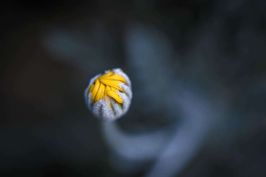 yellow flower bud in macro shot, macro shot of yellow and gray flower HD wallpaper